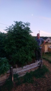 Photo de galerie - Pied de tomate cerise noire. 