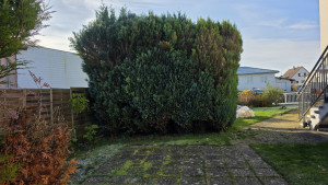 Photo de galerie - Taille des Thuyas 
Avant 