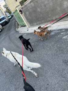 Photo de galerie - Voici trois chiens que j’ai eu en pension cette été avec ma chienne on rentrer de balade ils étaient tous épuisé d’avoir couru partout 