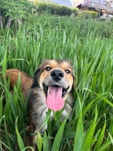 Photo de galerie - Willow.   