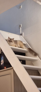 Photo de galerie - Garde de Yull