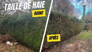 Photo de galerie - Taille d'une haie malade