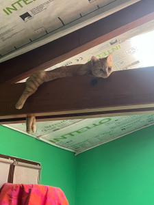 Photo de galerie - Maya, une minette que j’ai gardé cet été. 