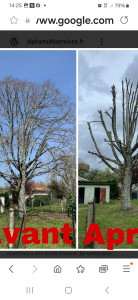 Photo de galerie - Elagage avec évacuation  des déchets de tailles 