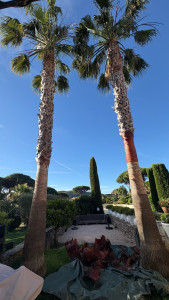 Photo de galerie - Elagage et coupe d'arbres