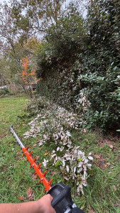 Photo de galerie - Taille et entretien des haies