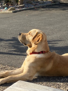 Photo de galerie - Garde chien