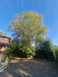 Photo de galerie - Elagage et coupe d'arbres