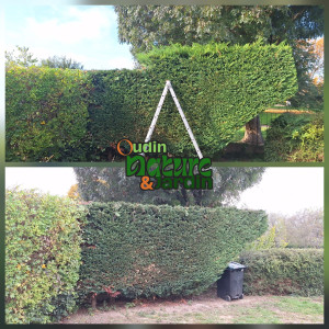 Photo de galerie - Taille de haies et d'arbustes