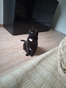 Photo de galerie - Ma fidèle, Oreo