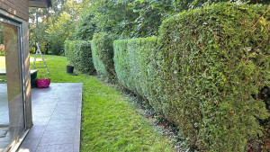 Photo de galerie - Haie