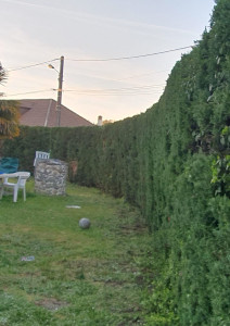 Photo de galerie - Taille de haie après
