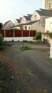 Photo de galerie - Elagage et coupe d'arbres