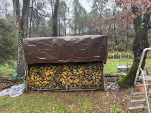 Photo de galerie - Elagage et coupe d'arbres