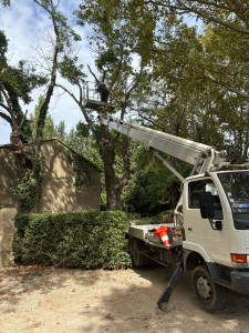 Photo de galerie - élagage de branches 