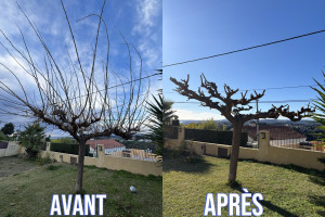 Photo de galerie - Taille d'un mûrier platane