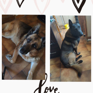 Photo de galerie - Garde chien