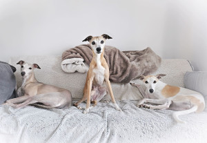 Photo de galerie - Team whippets
