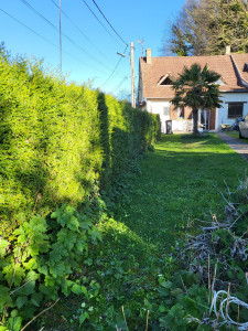 Photo de galerie - Taille de haies et d'arbustes