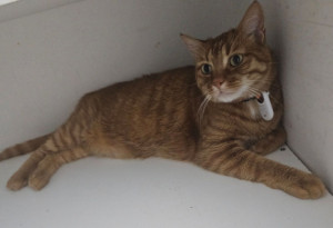 Photo de galerie - Garde chat