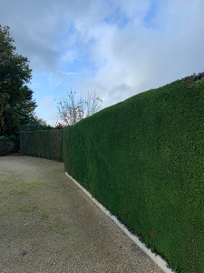 Photo de galerie - Taille de haies