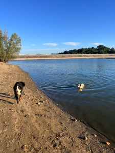 Photo de galerie - Garde animaux