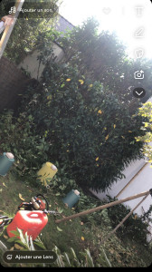 Photo de galerie - Rabaissement,de haies 