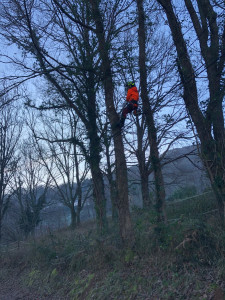 Photo de galerie - Élagage sécurisation fil électrique 