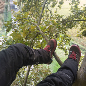 Photo de galerie - Grimpe dans un platane