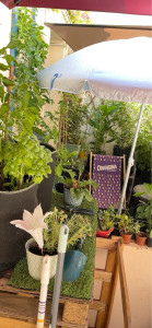 Photo de galerie - Voici mon Jardin que je m’occupe très bien