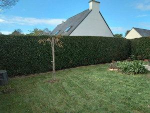 Photo de galerie - Taille de haies et d'arbustes