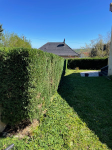 Photo de galerie - Taille haie 