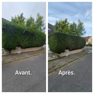 Photo de galerie - Taille de haie