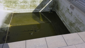 Photo de galerie - Je fais nettoyage général avec entretien et piscine avec jardin 