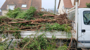 Photo de galerie - Taille de haies et d'arbustes