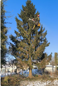 Photo de galerie - Abattage d'un grand sapin 25 m hauteur