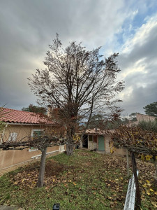 Photo de galerie - Elagage et coupe d'arbres