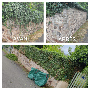 Photo de galerie - Taille de lierre sur muret