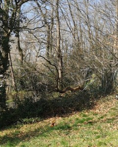 Photo de galerie - Terrain avec les ronces