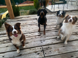 Photo de galerie - Chien 