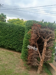 Photo de galerie - Taille de haies et d'arbustes