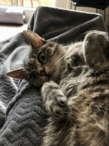 Photo de galerie - Garde chat