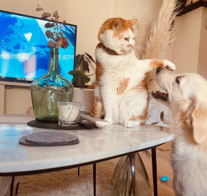 Photo de galerie - Garde animaux