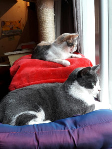 Photo de galerie - Mes deux chats Max et Plume 