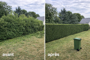 Photo de galerie - Haie avant/  après 