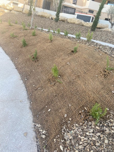 Photo de galerie - Pose d’une toile coco avec plantation sur un talus 