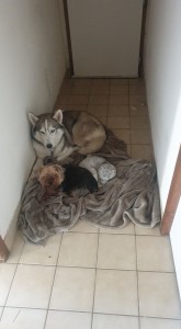 Photo de galerie - Garde animaux