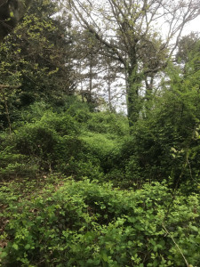 Photo de galerie - Tonte de pelouse - Débroussaillage