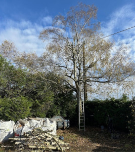 Photo de galerie - Elagage et coupe d'arbres