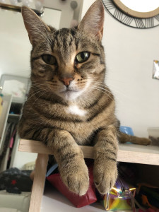 Photo de galerie - Moka, une chatte curieuse. Plusieurs séjours à la maison, tout c’est très bien passé !